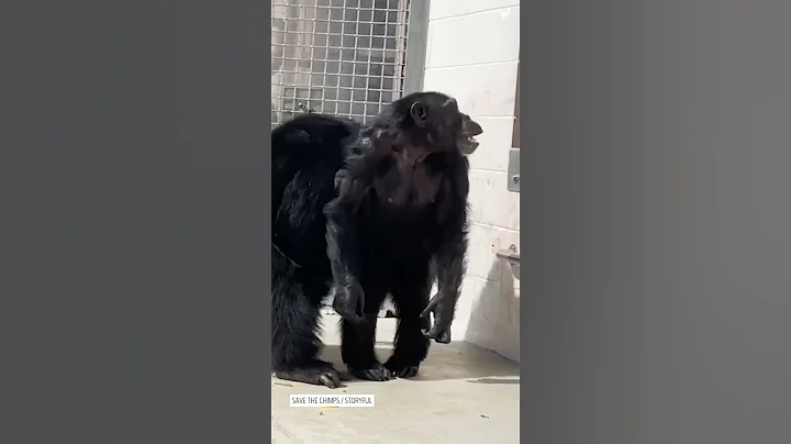 28-year-old chimp sees the sky for the first time in her life #shorts - DayDayNews