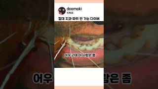 청소새우도 치석제거까지는 좀..