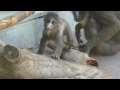 マンドリルの赤ちゃん、アラタ君　生後約2カ月半　2017-03-05　( Mandrill )