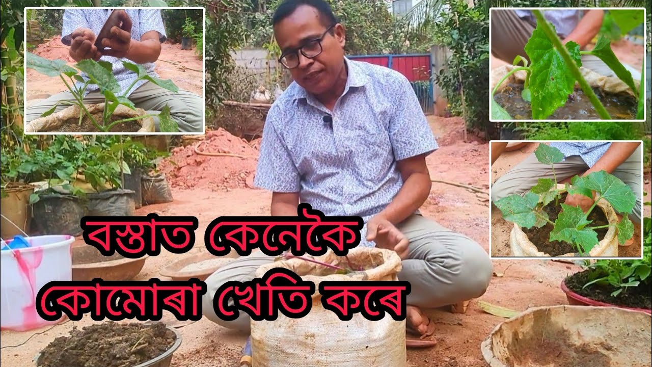 বস্তাত এনেকৈ কোমোৰা খেতি কৰিব পাৰি | (Planting Ash gourd in Pot /Bag )