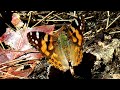 Australian Painted Lady Butterfly probing ground with proboscis - Vanessa kershaw
