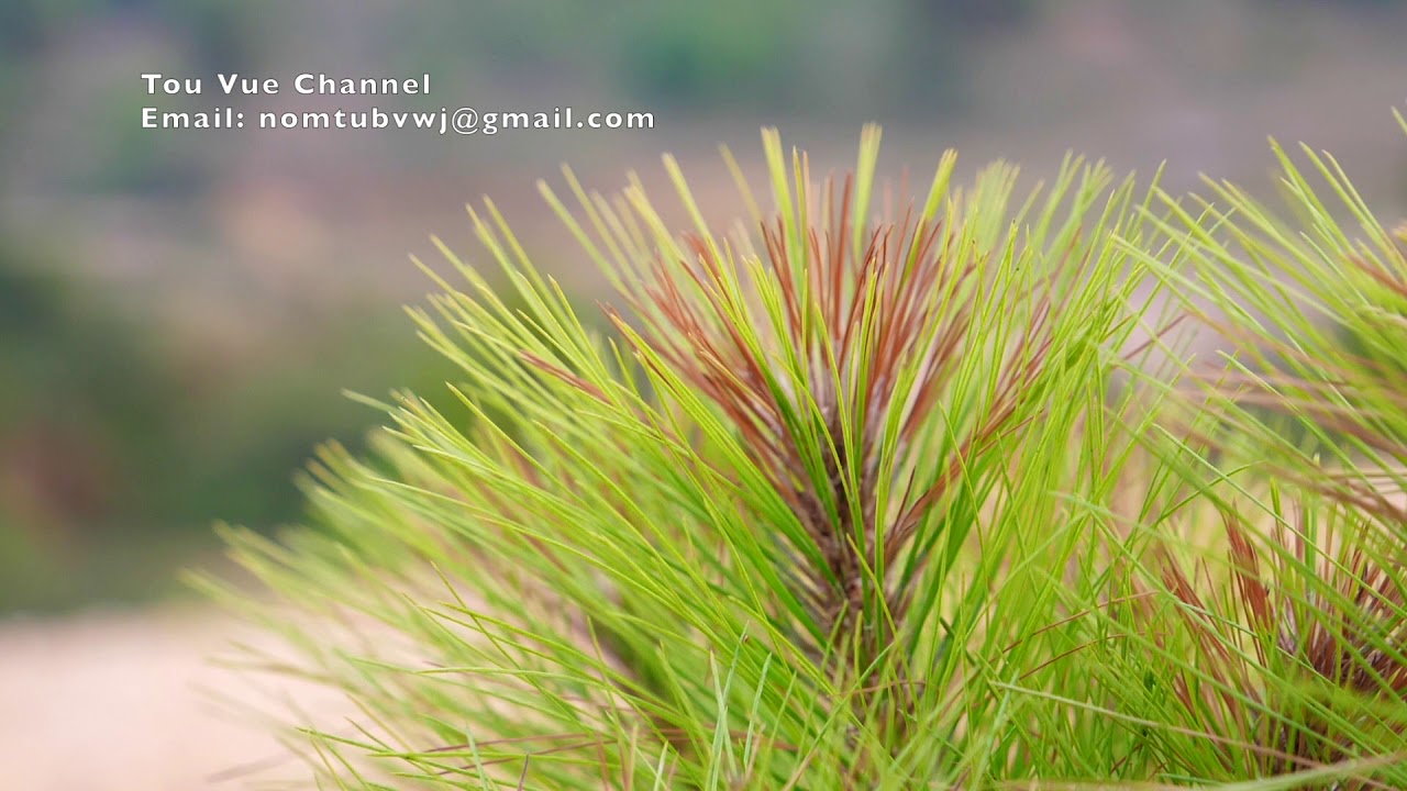 Tuaj ua lub neej niam txiv tag kev cia siab 4/11/2019