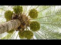 The date palm and its significance in the bible