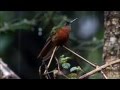 Chestnut-breasted Coronet - Colibri de Matthews