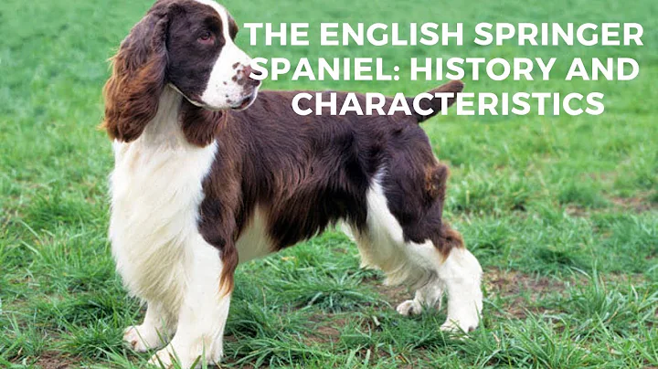 The English Springer Spaniel: History And Characte...