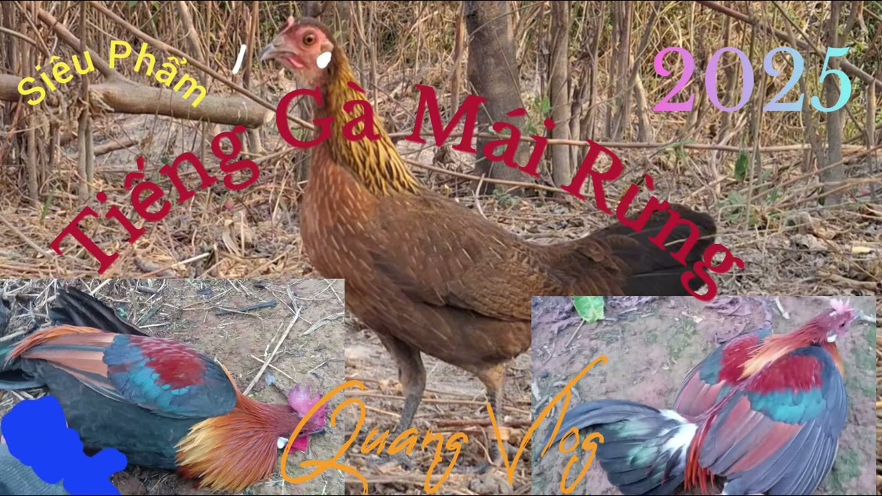 Tiếng Gà Mái Mồi | Gọi Bổi | Siêu Phẩm | Mồi Mái 2025