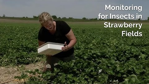 Monitoring for Insects in Strawberry Fields