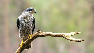 Northern Goshawk The Most Aggressive American Raptor