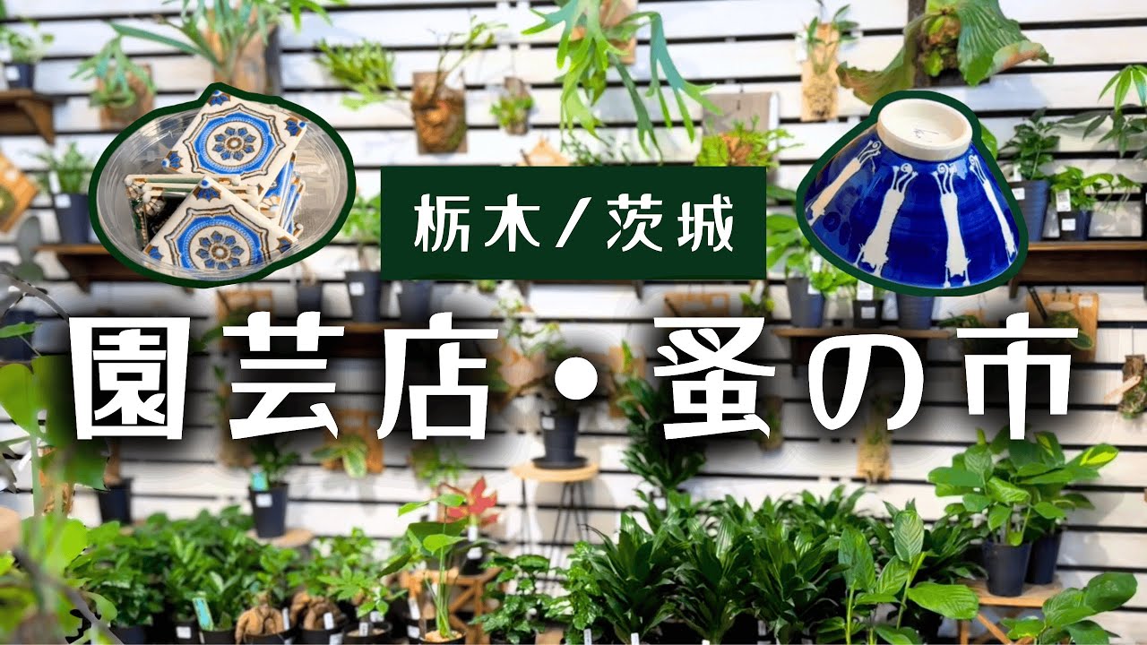 【 園芸店めぐり・蚤の市 】栃木県　カンセキ真岡店｜茨城県つくば市　蚤の市｜50代主婦｜アガベ｜ユッカ｜ドライガーデン｜観葉植物 ｜多肉植物｜ ドライ｜スワッグ｜ビーガンスイーツ