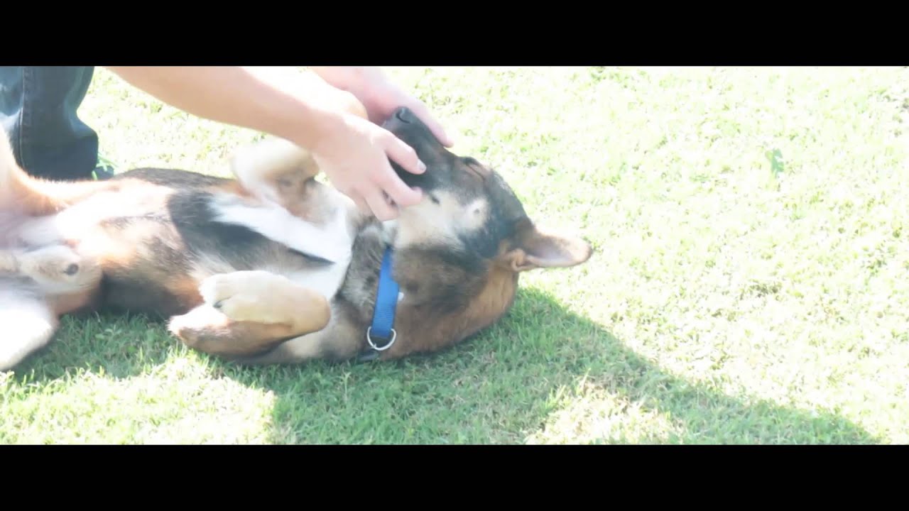 A Dog's Dream Prairie Paws Animal Shelter YouTube