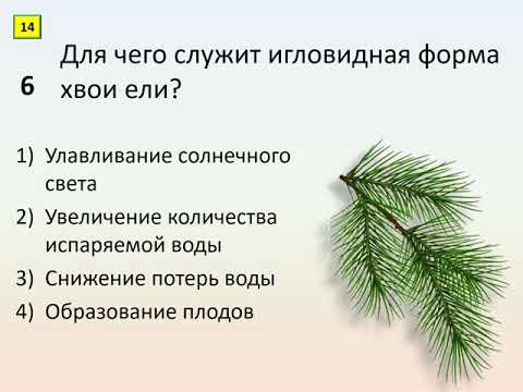 Б6 24 Среда обитания Экологические факторы