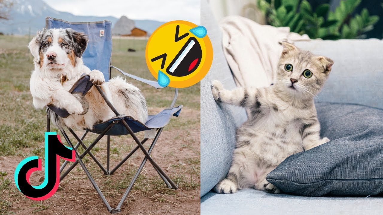 💫 TIKTOK FUNNY ANIMALS doing HILARIOUS THINGS ⭐️ Pets Video Compilation ...