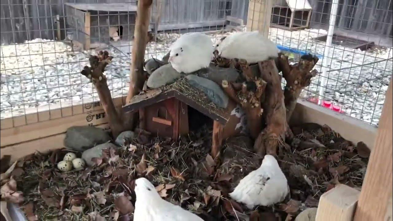 How many eggs does a quail lay? Collect quails eggs with custom build