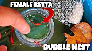 WHAT ARE THE SIGNS THAT BETTA FISH IS READY TO BREED | SHOUTOUT