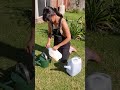 The Surprising Benefit of Using EXPIRED MILK as a Natural Fertilizer