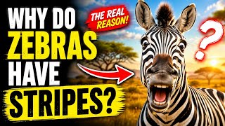 Why Do Zebras Have Stripes? 🦓 The Real Reason Will Surprise You!
