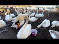 Flying swans angry geese cute ducks watch till end