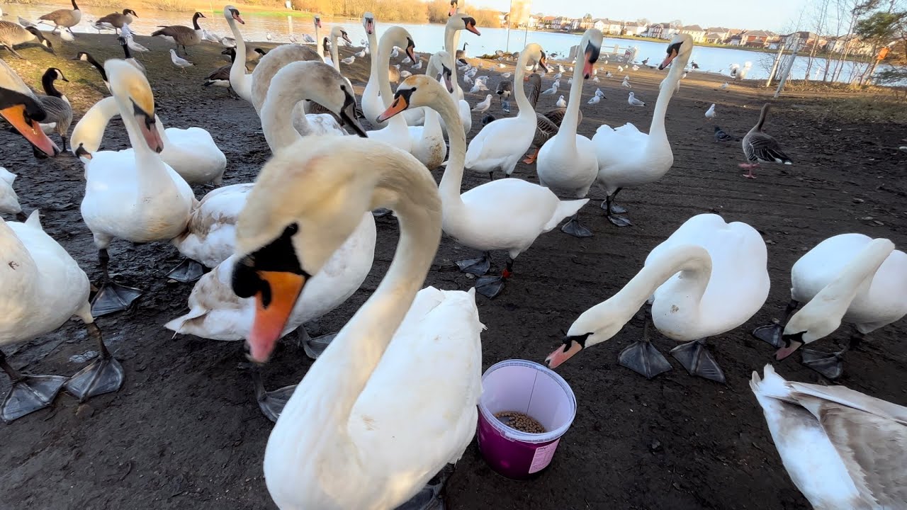 Flying Swans, Angry Geese, Cute Ducks (WATCH TILL END!)