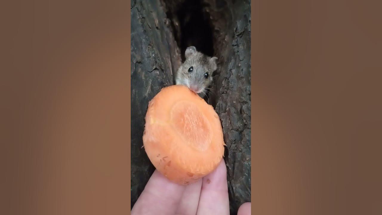 Мышка ест морковку / The mouse eats a carrot - YouTube