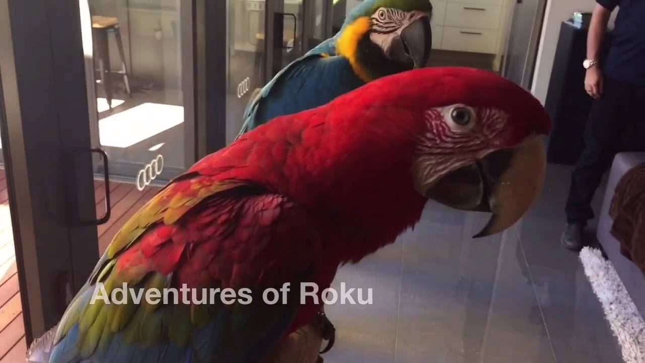 Playdates with Black Cockatoos and Macaws