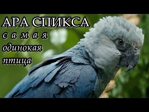 АРА СПИКСА - Самая одинокая птица