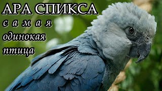 АРА СПИКСА - Самая одинокая птица