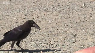 吸い殻を拾うカラス　仏テーマパークで勤務開始
