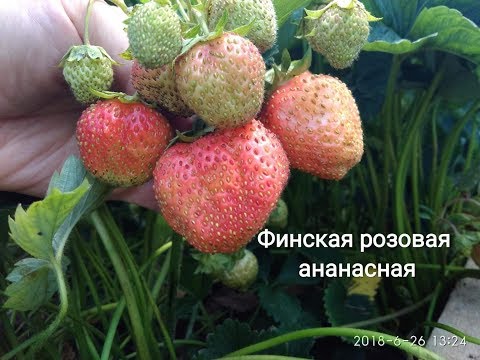 Очень сладкий сорт клубники с привкусом ананаса!!! Финская розовая ананасная.