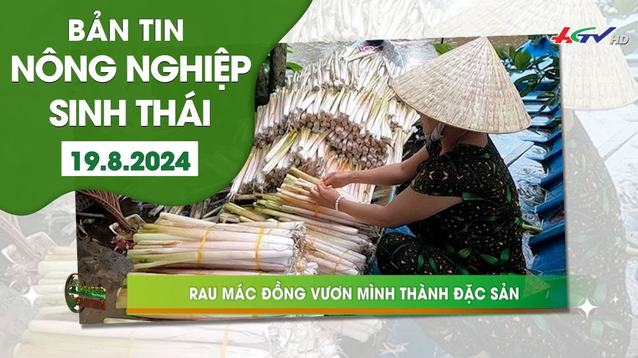 Rau mác đồng vươn mình thành đặc sản | NÔNG NGHIỆP SINH THÁI 19.8.2024 ...