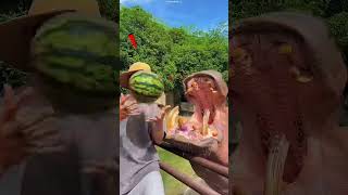 😱 The hippo got upset over just one grape! But why? #shortvideo #viral #trending #hippo #animals