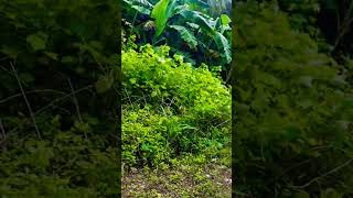 FPV Failed agad😵 #avata2 #scriptedcomedy