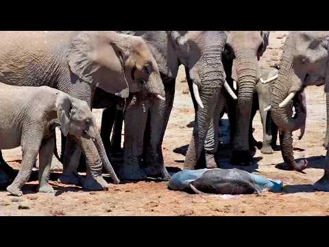 Protective Elephant Herd Surround Newborn Calf and Help with First Steps