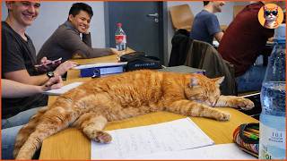 This Cat Visited A University Every Day For 15 Years No One Knew Why