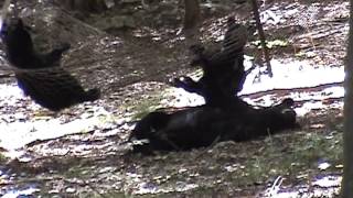 NJ Black Bear Cubs Killed Because of NJ Gov. Christie