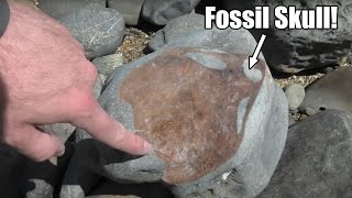 Huge fossil skull! 4 million year old fossil revealed [My rarest fossil yet  New Zealand]