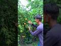 Nature fruits farming videography #nature #roots #khetibadi #farming #videography #shorts