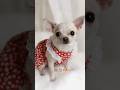 Hi 👋🏼 #dog #dogshorts #dogshorts #dogs #cutedogs #puppy #pets #cuteanimals