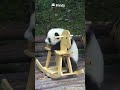 Let Me Introduce You To My New Toy | iPanda #shorts