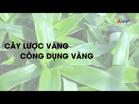 Video: Phương pháp Nhân giống Cây cọ Chai - Cách Nhân giống Cây Chổi Chai