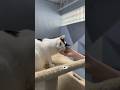 Mouse video