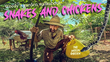 CHICKEN COOP SECURITY 101 - DIY Predator-Proofing & Mobile Chicken Runs