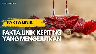 Fakta Unik Kepiting Yang Mengejutkan