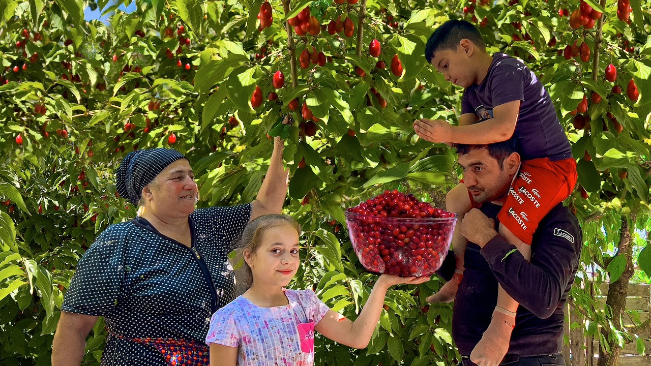 HARVESTING A MASSIVE 50KG! 🤯🍒 Grandma's Cornel (Cornus Fruit) Jam & Compote 🔥