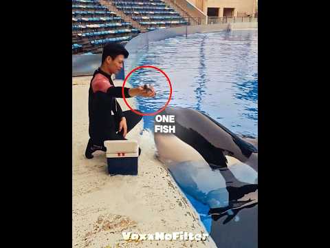 Orca Wants The Whole Bucket Not One Fish Shorts