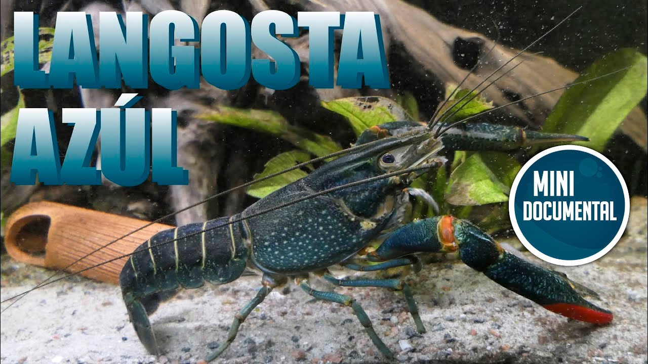 Langosta azúl (mini documental) YouTube