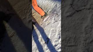 Sam Felling a Tree at Manland