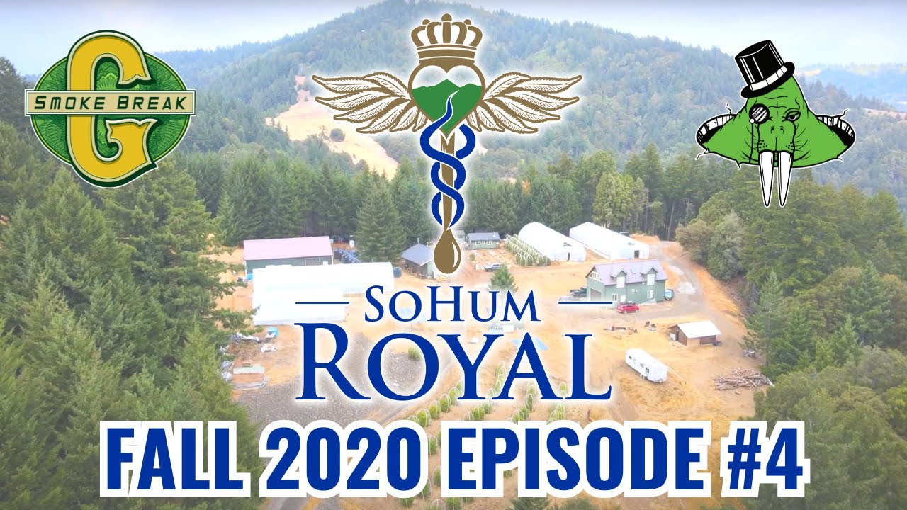 Sohum Royal Fall Harvest 2020 Episode #4. Honeydew, Humboldt County USA.