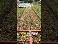 Potato Harvester Reveals Massive Yield, Farmers Celebrate #PotatoHarvest #FarmMachinery #farming