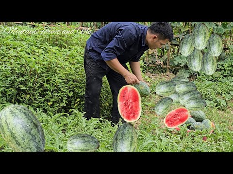 Video: Casaba Melon Care: Tips for å dyrke en Casaba Melon Vine