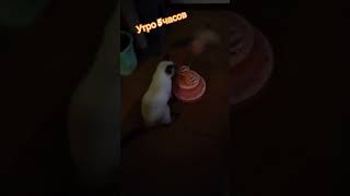 Кот Тайсон. #сибиряки #птичкины #коттайсон